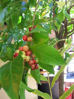 فلوکوریتا روکام